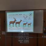 prezentacja o lesnych zwierzętach.jpg