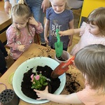 dzieci sadzą roślinki 11.JPG